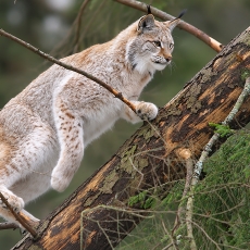 Paprastoji lūšis - Lynx lynx | Fotografas Gintautas Steiblys