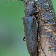 Rudasis gaisrasekis - Arhopalus rusticus | Fotografas Gintautas Steiblys