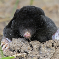 Kurmis - Talpa europaea | Fotografas Gintautas Steiblys