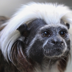 Perukinė tamarina - Saguinus oedipus | Fotografas Gintautas Steiblys