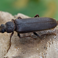 Rudasis gaisrasekis - Arhopalus rusticus | Fotografas Gintautas Steiblys