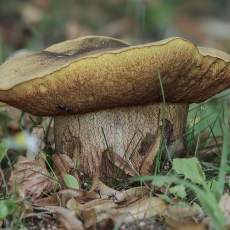 Tikrasis paąžuolis - Suillellus luridus | Fotografas Gintautas Steiblys