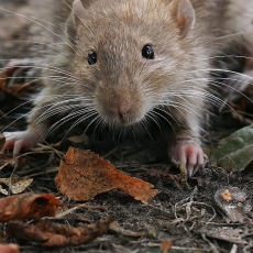 Pilkoji žiurkė - Rattus norvegicus | Fotografas Gintautas Steiblys