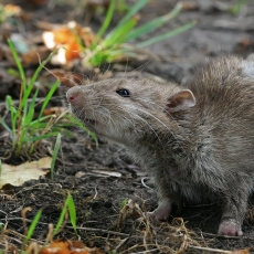 Pilkoji žiurkė - Rattus norvegicus | Fotografas Gintautas Steiblys