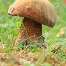 Tikrasis paąžuolis - Suillellus luridus | Fotografas Gintautas Steiblys