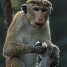 Ceiloninė makaka - Macaca sinica | Fotografas Gintautas Steiblys