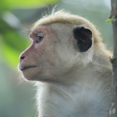 Ceiloninė makaka - Macaca sinica | Fotografas Gintautas Steiblys