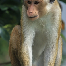 Ceiloninė makaka - Macaca sinica | Fotografas Gintautas Steiblys