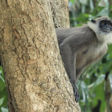 Kuoduotasis pilkasis langūras - Semnopithecus priam | Fotografas Gintautas Steiblys