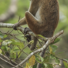 Ceiloninė makaka - Macaca sinica | Fotografas Gintautas Steiblys