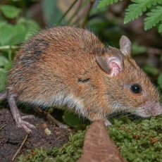 Geltonkaklė pelė - Apodemus flavicollis | Fotografas Gintautas Steiblys