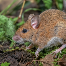 Geltonkaklė pelė - Apodemus flavicollis | Fotografas Gintautas Steiblys