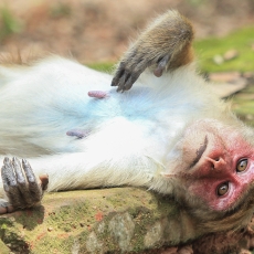 Ceiloninė makaka - Macaca sinica | Fotografas Gintautas Steiblys