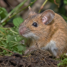 Geltonkaklė pelė - Apodemus flavicollis | Fotografas Gintautas Steiblys