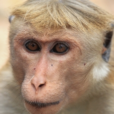 Ceiloninė makaka - Macaca sinica | Fotografas Gintautas Steiblys