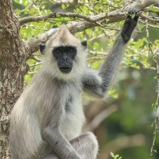 Kuoduotasis pilkasis langūras - Semnopithecus priam | Fotografas Gintautas Steiblys