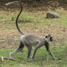 Kuoduotasis pilkasis langūras - Semnopithecus priam | Fotografas Gintautas Steiblys