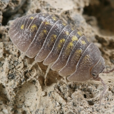 Vėdarėlis - Armadillidium cf. vulgare | Fotografas Gintautas Steiblys