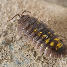 Vėdarėlis - Armadillidium cf. vulgare | Fotografas Gintautas Steiblys