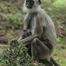 Kuoduotasis pilkasis langūras - Semnopithecus priam | Fotografas Gintautas Steiblys