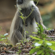 Kuoduotasis pilkasis langūras - Semnopithecus priam | Fotografas Gintautas Steiblys