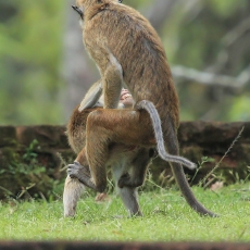 Ceiloninė makaka - Macaca sinica | Fotografas Gintautas Steiblys