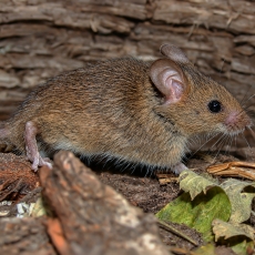 Naminė pelė - Mus musculus | Fotografas Gintautas Steiblys