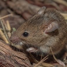 Naminė pelė - Mus musculus | Fotografas Gintautas Steiblys