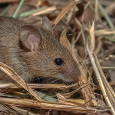 Naminė pelė - Mus musculus | Fotografas Gintautas Steiblys