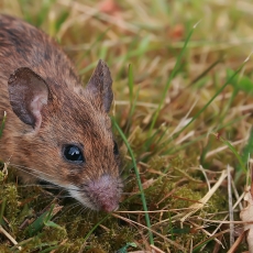 Geltonkaklė pelė - Apodemus flavicollis | Fotografas Gintautas Steiblys