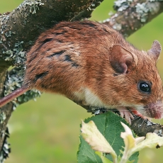 Geltonkaklė pelė - Apodemus flavicollis | Fotografas Gintautas Steiblys