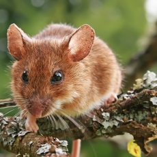 Geltonkaklė pelė - Apodemus flavicollis | Fotografas Gintautas Steiblys