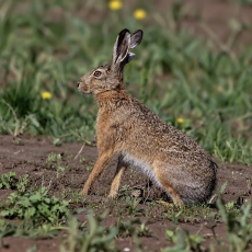 Pilkasis kiškis - Lepus europaeus | Fotografas Gintautas Steiblys