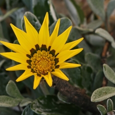 Standžioji gazanija - Gazania rigens | Fotografas Gintautas Steiblys