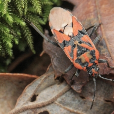 Dirvablakė - Spilostethus pandurus | Fotografas Gintautas Steiblys