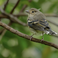Kanarinis kikilis - Fringilla canariensis ♀ | Fotografas Gintautas Steiblys