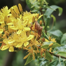 Kanarinė jonažolė - Hypericum canariense | Fotografas Gintautas Steiblys