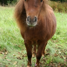 Šetlando ponis - Equus ferus caballus 'Shetland pony' | Fotografas Gintautas Steiblys