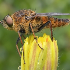 Pentinuotė - Thereva occulta | Fotografas Gintautas Steiblys