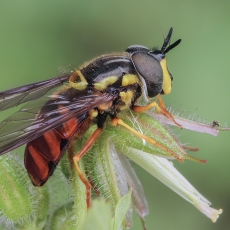 Žiedmusė - Chrysotoxum triarcuatum | Fotografas Gintautas Steiblys
