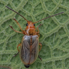 Kanarinis šakninukas - Calomicrus wollastoni | Fotografas Gintautas Steiblys