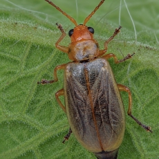 Kanarinis šakninukas - Calomicrus wollastoni | Fotografas Gintautas Steiblys