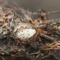 Kanarinis plyšininkas - Zygiella minima ? | Fotografas Gintautas Steiblys