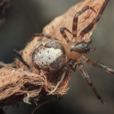 Kanarinis plyšininkas - Zygiella minima ? | Fotografas Gintautas Steiblys