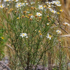 Lieknasis sidabrūnis - Argyranthemum gracile | Fotografas Gintautas Steiblys