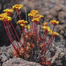Ramdis - Aeonium spathulatum | Fotografas Gintautas Steiblys