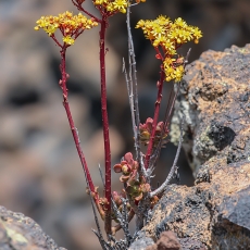 Ramdis - Aeonium spathulatum | Fotografas Gintautas Steiblys