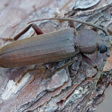 Rudasis gaisrasekis - Arhopalus rusticus | Fotografas Gintautas Steiblys