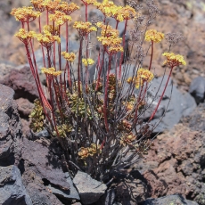 Ramdis - Aeonium spathulatum | Fotografas Gintautas Steiblys