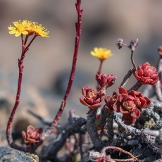 Ramdis - Aeonium spathulatum | Fotografas Gintautas Steiblys